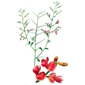 تصویر بذر خار شتر 1 گرمی 