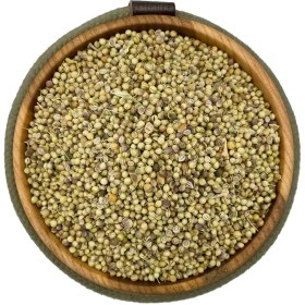 تصویر تخم گشنیز 