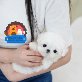 تصویر سگ مالتیز عروسکی 