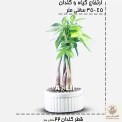 تصویر گیاه پاچیرا بافت زیبا معروف به گیاه ثروت | کد: ZNB-FGZ 