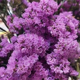 تصویر گل خشک شمع سازی 