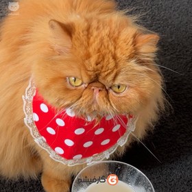 تصویر پیش بند برای گربه مو بلند apron for persian cats