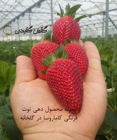 تصویر بذر توت فرنگی کاماروسا آرکا بذر ایرانیان Kamarosa Strawberry Arka Bazr Iranian Seeds