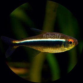 تصویر تترا نئون مشکی 