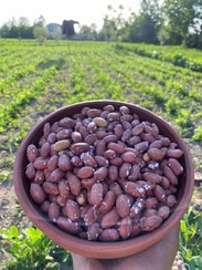 تصویر بادام زمینی آستانه اشرفیه - ۱کیلو گرم Astana Ashrafieh peanuts