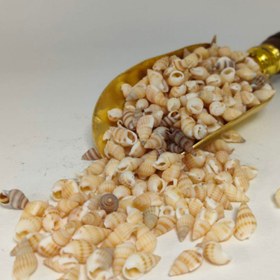 تصویر صدف وارداتی 