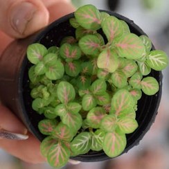 تصویر فیتونیا مینیاتوری اسکلتون سایز نشایی