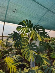 تصویر مانسترا ابلق / گلخانه بهارنارنج Monstera flower