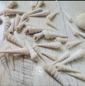 تصویر صدف سوزنی سفید 