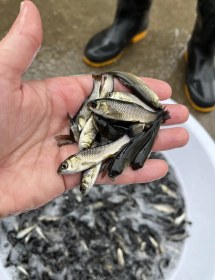 تصویر بچه ماهی آمور 