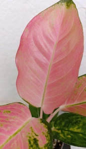 تصویر فروشگاه گلکده‌ محیا