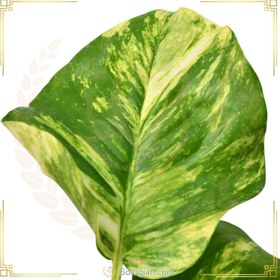 تصویر پتوس سبز برگ پهن 