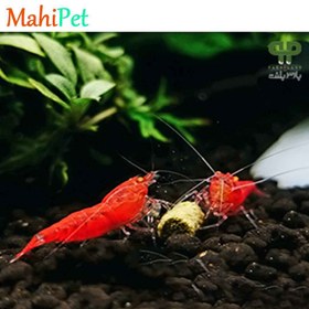 تصویر میگو رد دویل 