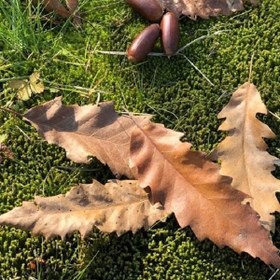 تصویر برگ خشک متنوع 