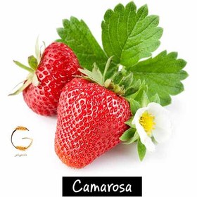 تصویر بذر توت فرنگی کاماروسا آرکا بذر ایرانیان Kamarosa Strawberry Arka Bazr Iranian Seeds