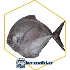 تصویر ماهی حلوا سیاه 