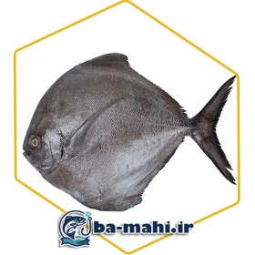 تصویر ماهی حلوا سیاه 