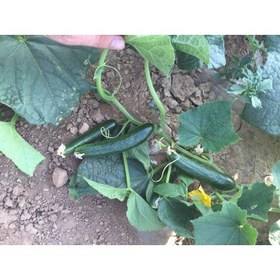 تصویر بذر خیار طلوع 2500 عددی Cucumber Tolou F1 Seed Num 2500 Seeds