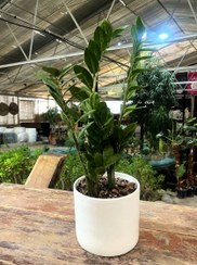 تصویر گیاه آپارتمانی زاموفیلیا در گلدان سرامیکی 