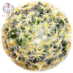 تصویر بذر کاکتوس مامیلاریا کامرینیا 10 عددی 