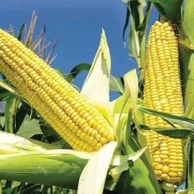 تصویر بذر ذرت مکزیکی 2 گرمی 