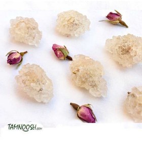 تصویر نبات گل رز 