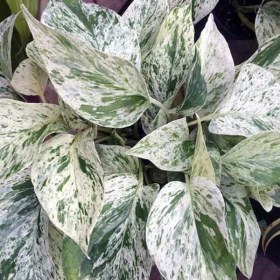 تصویر پتوس مرمری گلآرون 