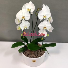 تصویر ارکیده سفید دو بوته 