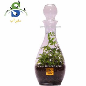 تصویر تراریوم کد H703 