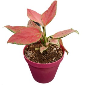 تصویر گیاه طبیعی آگلونما صورتی کد 064 