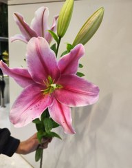 تصویر گل شاخه ای لیلیوم اوریانتال 