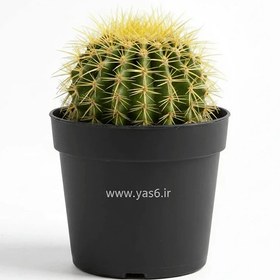 تصویر کاکتوس 