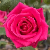 تصویر نهال گل رز هلندی 