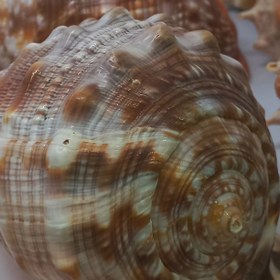 تصویر حلزون دریایی 