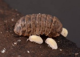 تصویر خر خاکی مخصوص تراریوم پالاداریوم ویواریوم