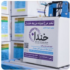 تصویر تخم مرغ صادراتی | تخم مرغ نمونه مرزعه خندان | مشهد 