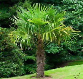 تصویر بذر پالم لاتانیا ۵ عددی ا Bazr palm latania Bazr palm latania