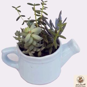 تصویر گیاه طبیعی ساکولنت میکس کد 03 | کد: ZNB-BZ9 