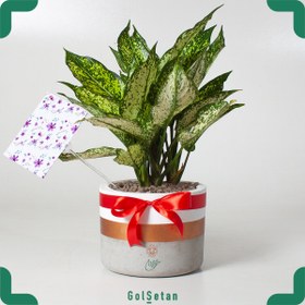 تصویر آگلونما کد P02 