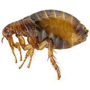 تصویر سمپاش کک 