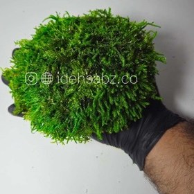 تصویر خزه توپی شیت 