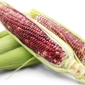 تصویر بذر ذرت حنایی 10 عددی 