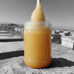 تصویر عسل بهارنارنج خام - ارگانیک - وزن-خالص: 500 گـــــرمی 