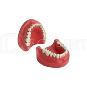 تصویر مدل تمرینی پروتز و ترمیمی با لثه سخت - حاس 