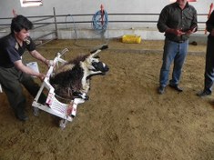 تصویر تلقیح مصنوعی گوسفند(لاپاراسکوپی) 