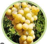 تصویر نهال انگور لعل ۴ عدد 