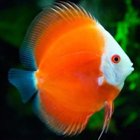 تصویر ماهی دیسکس فوجی رد ۳ اینچ( پک ۲ عددی) Fuji Red Discus fish