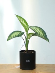 تصویر گلدان پلیمری دیفن باخیا 