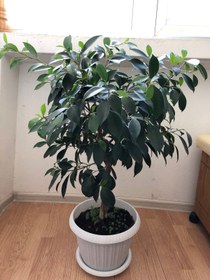 تصویر فیکوس بنجامین سبز 