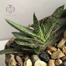 تصویر بذر ساکولنت گاستریا بیکالر 10 عددی 